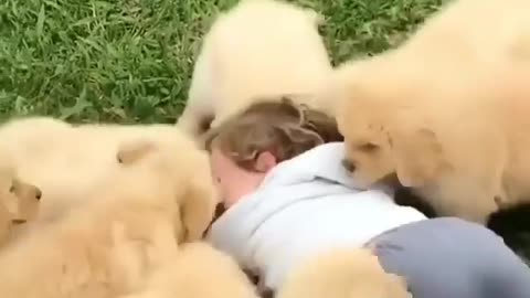 So many puppies and one child