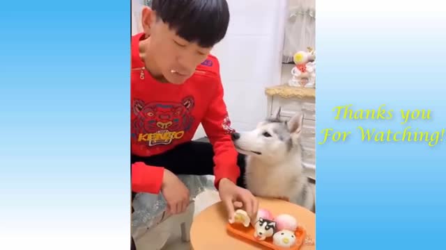 2022 Cute Cats Doing Funny Things - Cutest Pets In The World