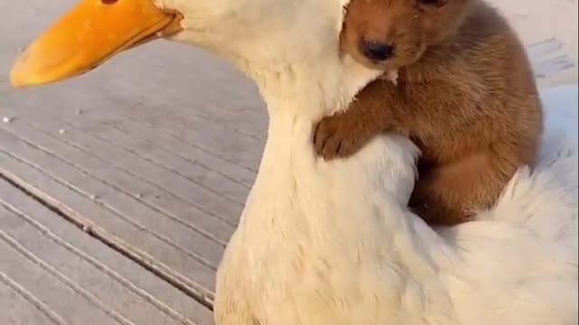 Duck and friends animal