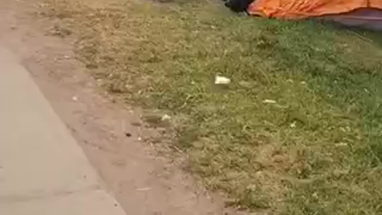 Globalists de-stabilizing Canada: this is Edmonton