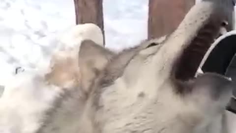 Couple encounter a big wild wolf