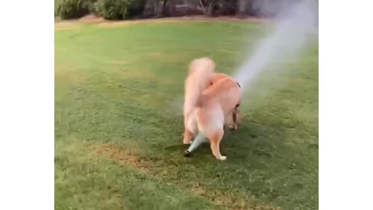 High-powered cleaning @lifeofscoutandbrody #dogs #funnydog #puppy