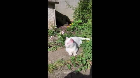 Funny Cats