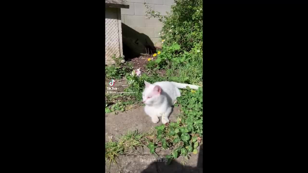 Funny Cats