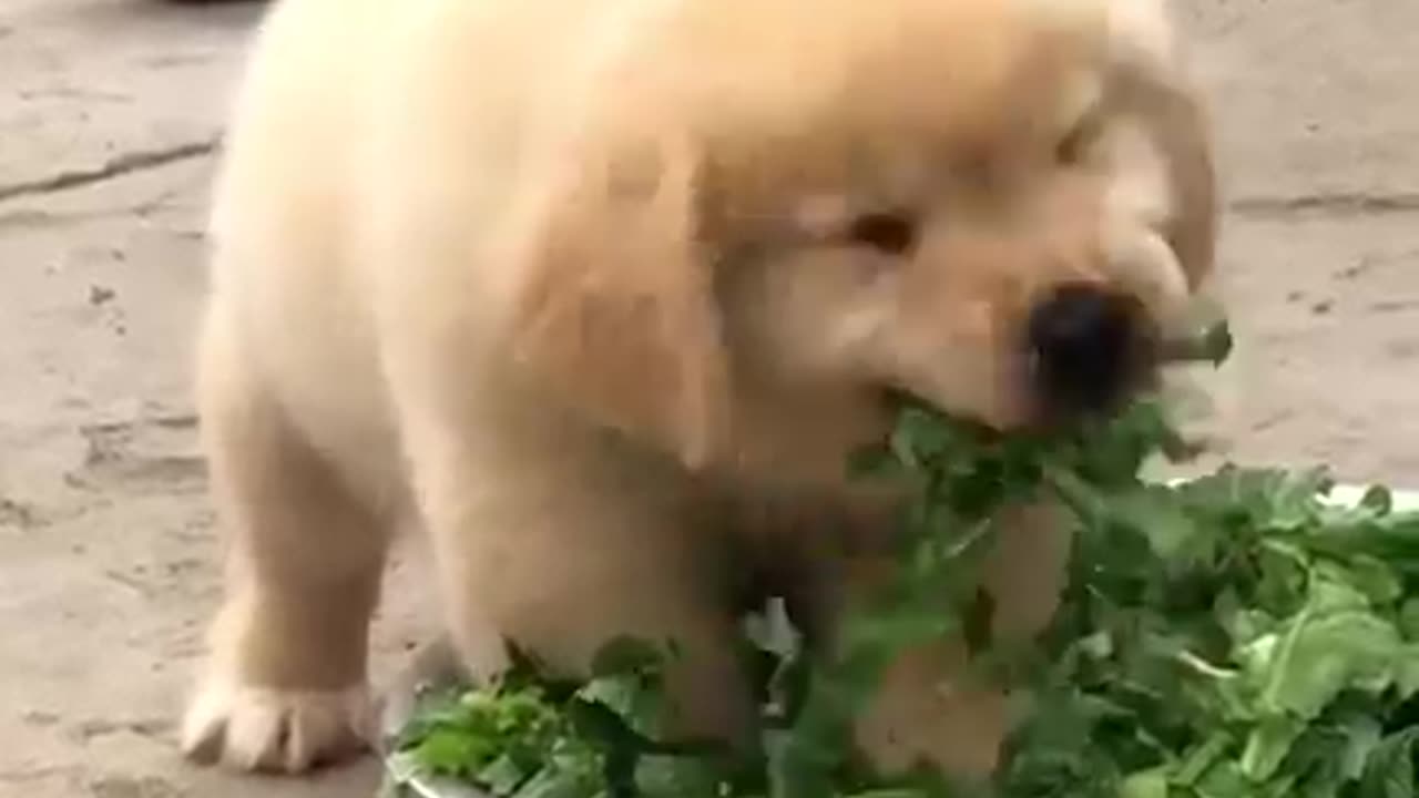 Puppy eating vegetables 🥒