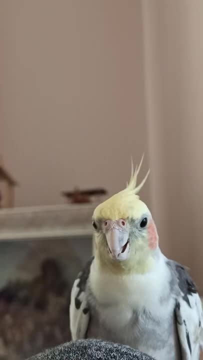 Parrot They owe me a new one 🔔🔔🔔🔔🔔