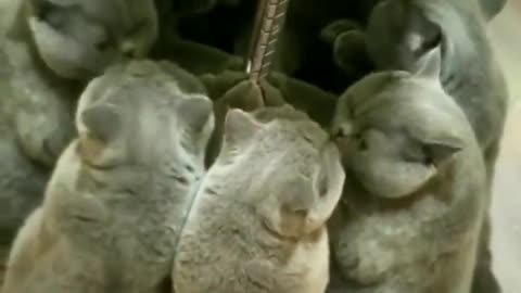catleidoscope