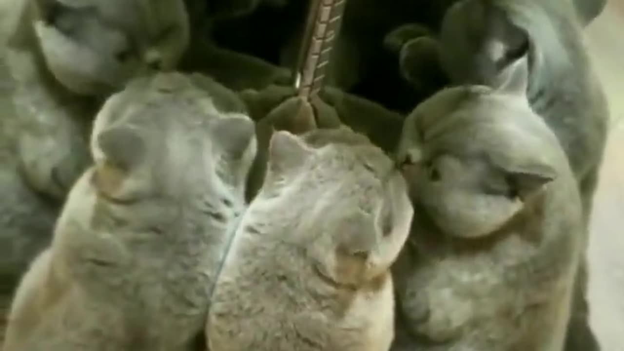 catleidoscope