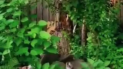 The dog try to getting the fruit from the tree so funny 🤣