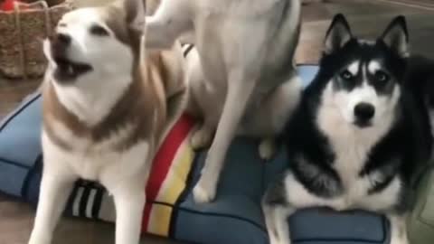 funny dog video that blow your mind