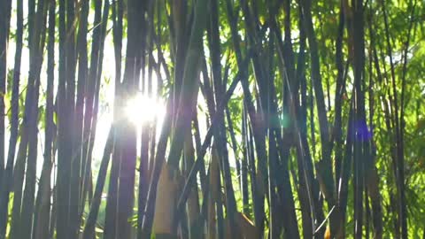 La belle voix de la nature