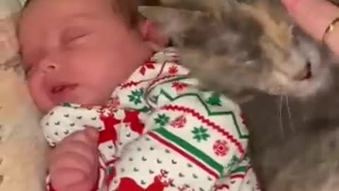 cute little babies and cats being funny