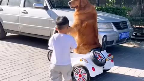 Dogs actually drive themselves to kindergarten to pick up their babies from school