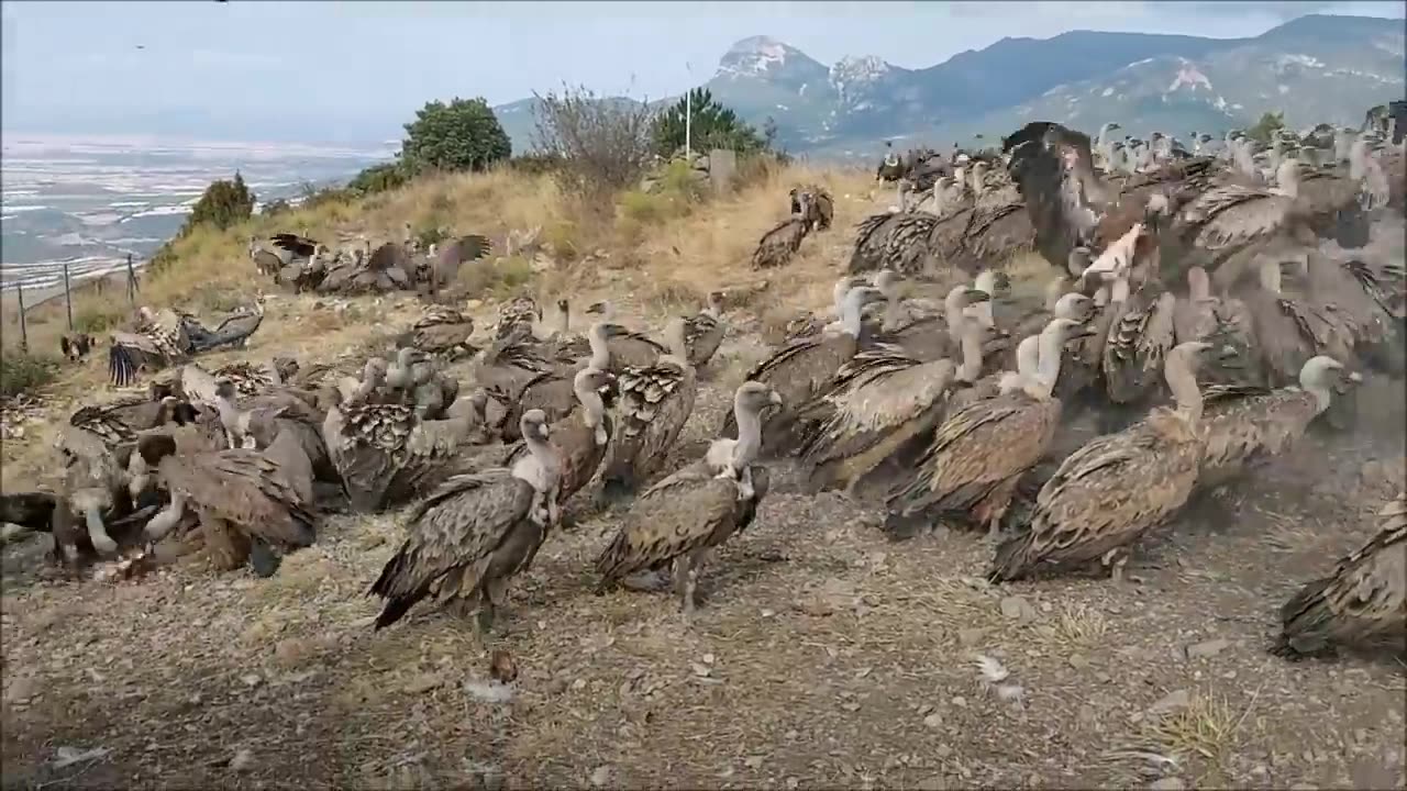 Feeding the scavengers