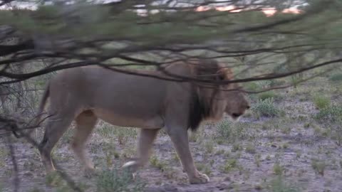 Male lion walking in the bush of Central Kalahari Game Reserve, Botswana