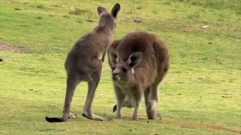 The Kangaroo is the World's Largest Hopping Animal National Geographic