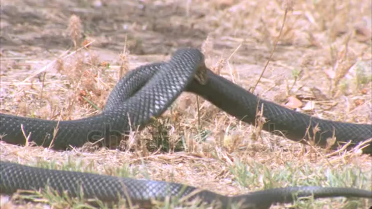 Dangerous Cobra snake fight. Snake fight.