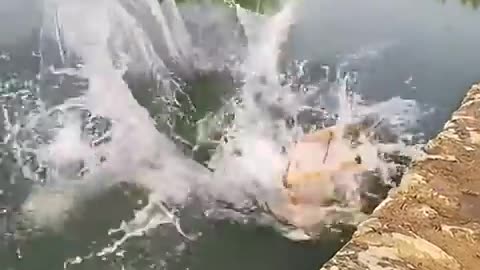 Funny videos 😛😂😛