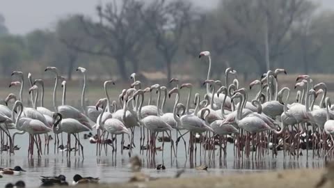 Wildlife in closer view with a natural perspective.