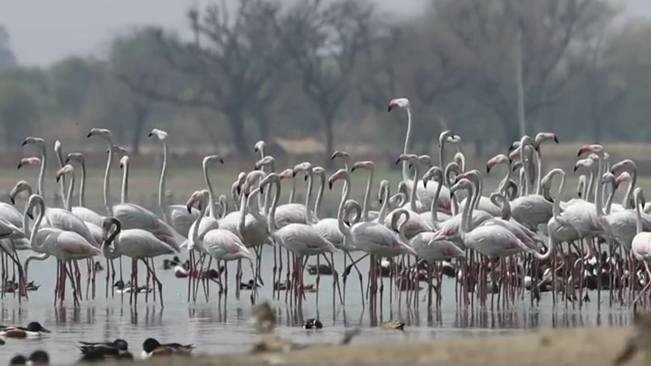 Wildlife in closer view with a natural perspective.