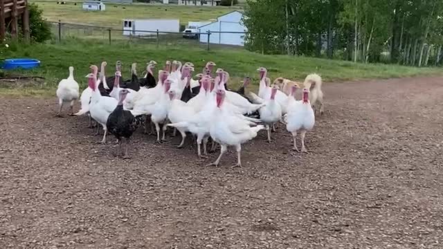 Lassie with the turkeys