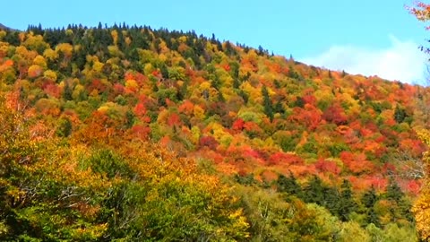 Fall Foliage