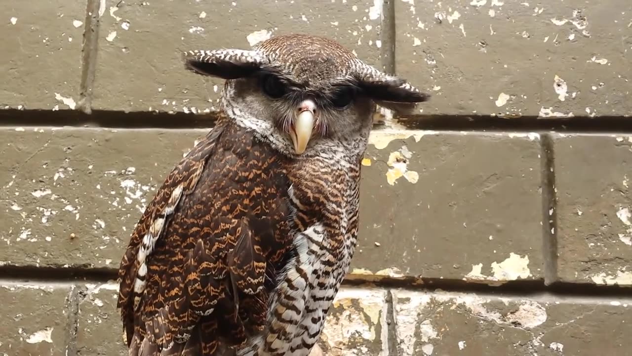 cute owl singing