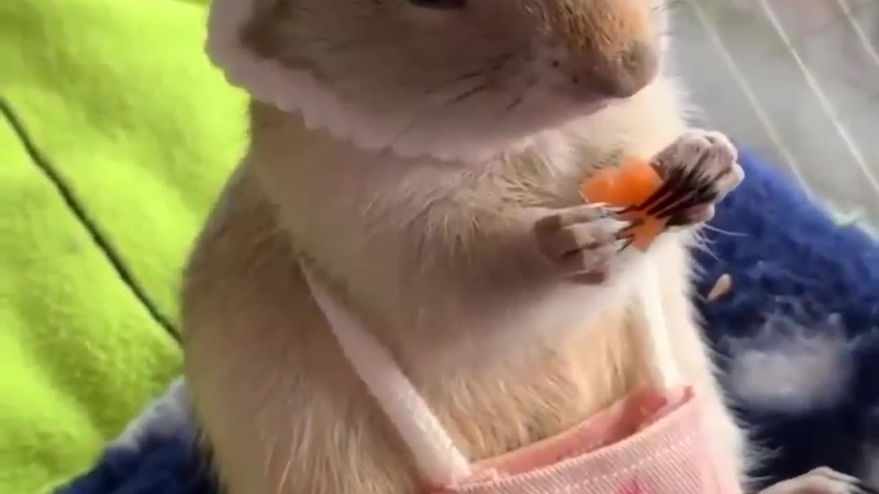 Mrs 🐭 rat eating 🥕 carrot with cute 👛 handbag and 👒 hat.