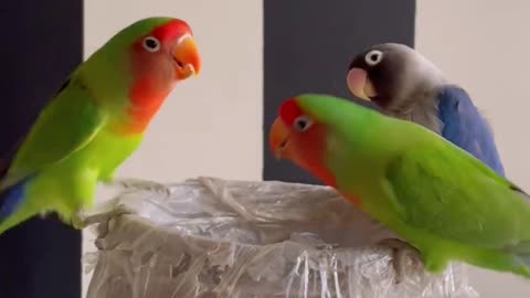 love Birds