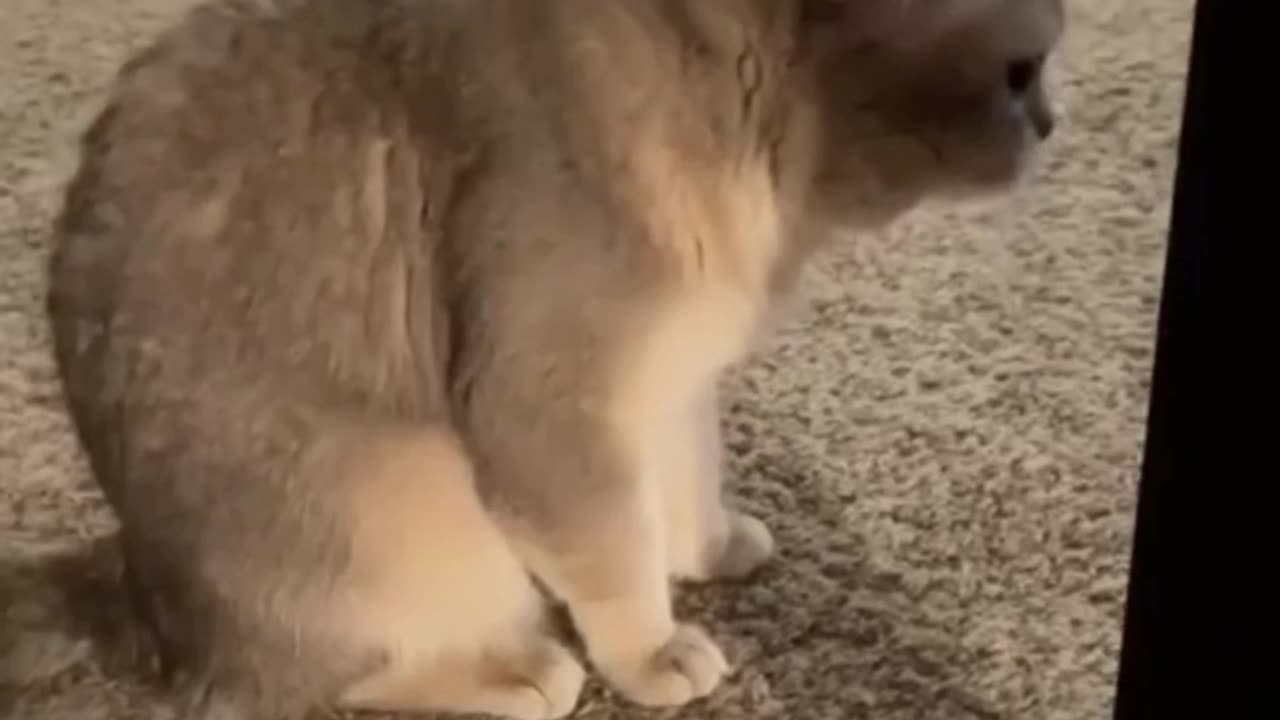 Funny & Cute Cats 😍😍😅😅 #shorts #cats #viral #mmvcats