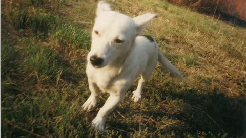 Kamaya Pot E Laih - Omar