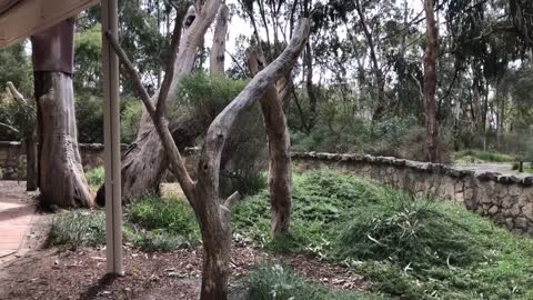 Meet Nick the Koala!