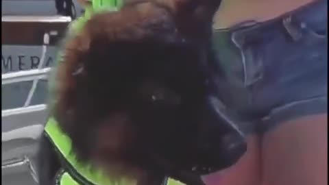 DOGS
