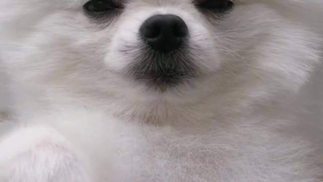 This is the cutest puppy on the whole Internet!