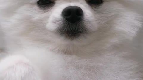 This is the cutest puppy on the whole Internet!