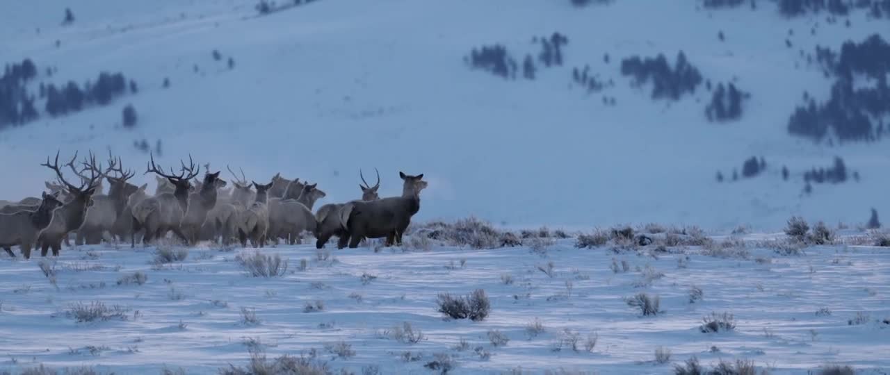 BULL ELK-Wildlife Photography-BEST/LARGEST BULL ELK MIGRATION-Jackson Hole/Grand Tetons/Yellowstone