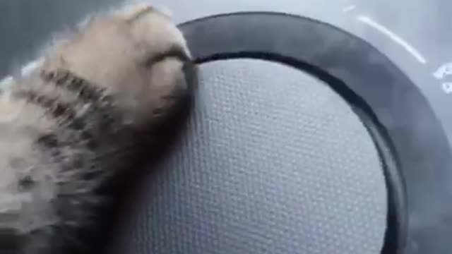 Party Animals 🐈‍⬛