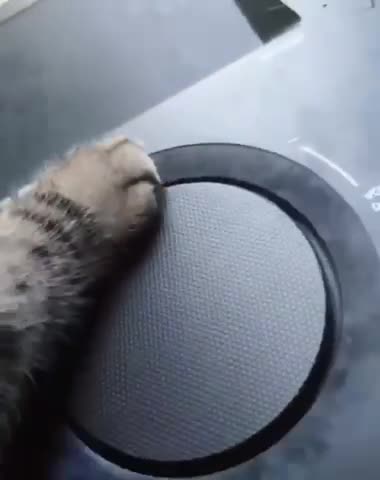 Party Animals 🐈‍⬛