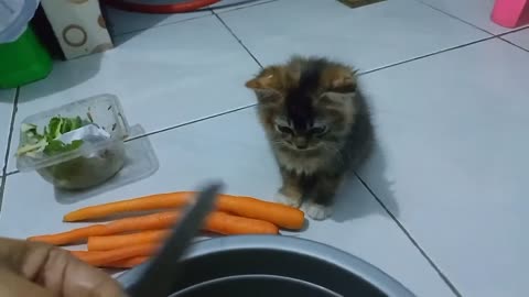 A kitten assists its mother in the kitchen