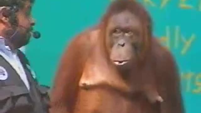 the monkey is fighting