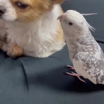 😝 I think 🤣this pup 🐶 had enough of Christmas 🎄 😘