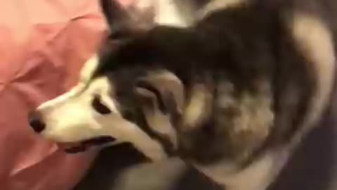 The Full 4 Year Story Of My Husky