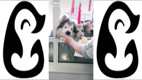 FUNNY DOG VIDEOS FOUND ON TIKTOK - CUTE DOG COMPILATION