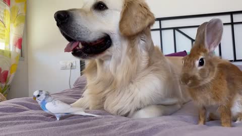 The First Meeting of a Funny Dog, Cute Rabbit and Budgie