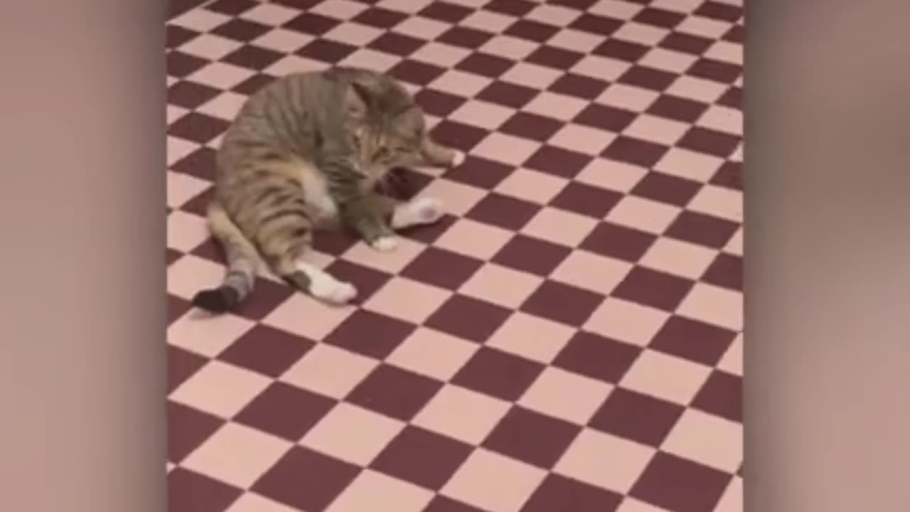 funny cats video | animals video cute cats