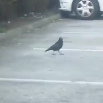 A Crow Shares Bread With A Mouse