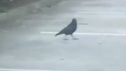 A Crow Shares Bread With A Mouse
