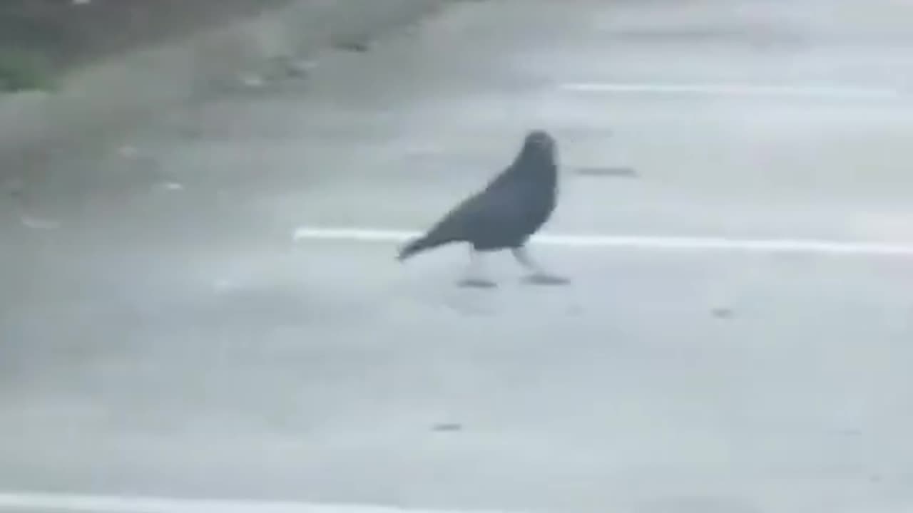 A Crow Shares Bread With A Mouse