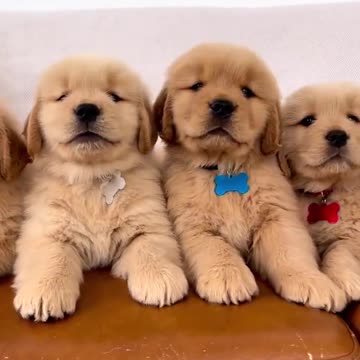 Super Handsome Golden Retriever Puppies!