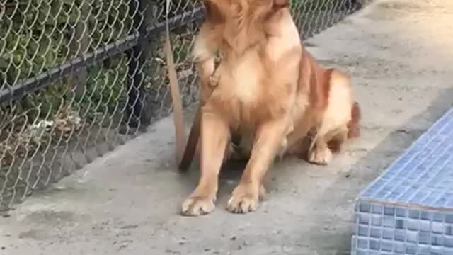 Cute 🥰 Dog